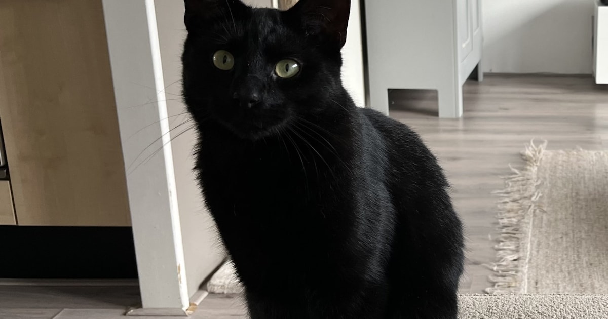 Heb jij Milo of Freek gezien? Deze twee huisdieren worden in Lansingerland vermist