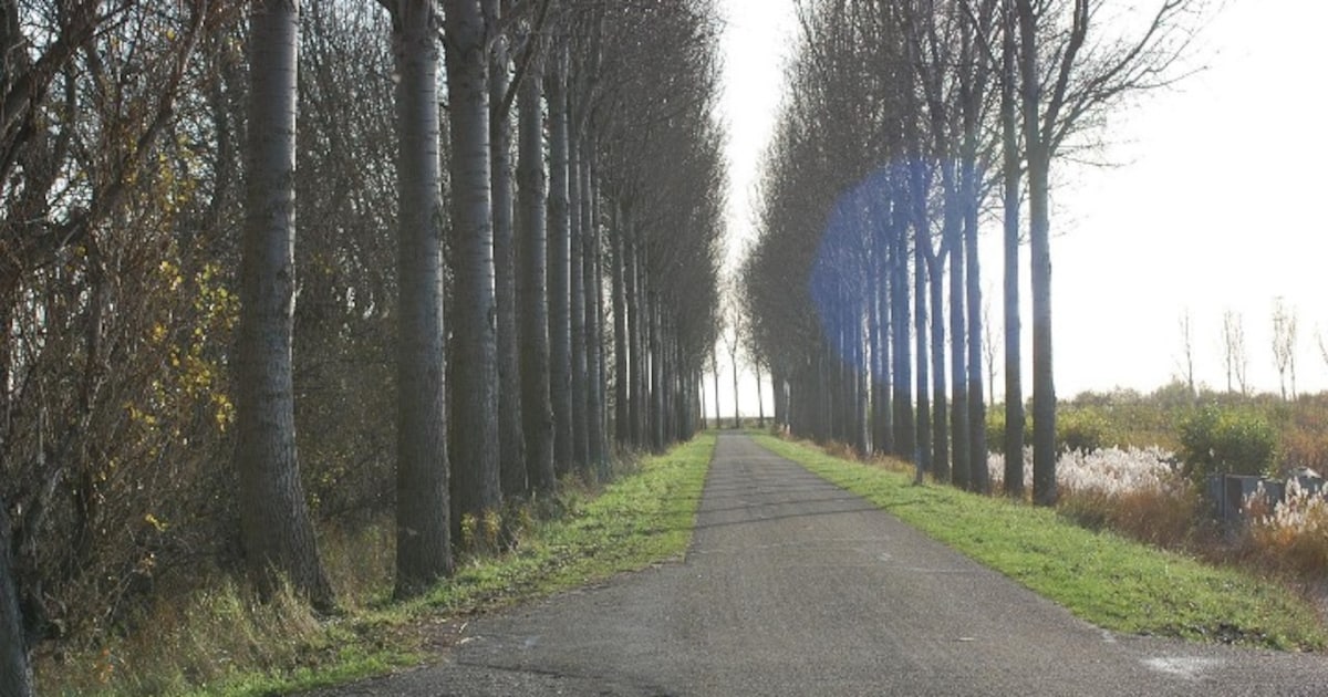 Gemeente Stein knapt bomen en plantsoenen op