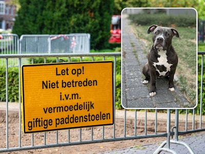 Pup Macy is zesde slachtoffer van hondensterfte Schiedam: ‘Ik zit de hele tijd met tranen in mijn og