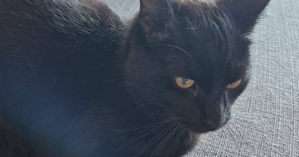 Heb jij Mailo gezien? Dit huisdier wordt in Borger-Odoorn vermist