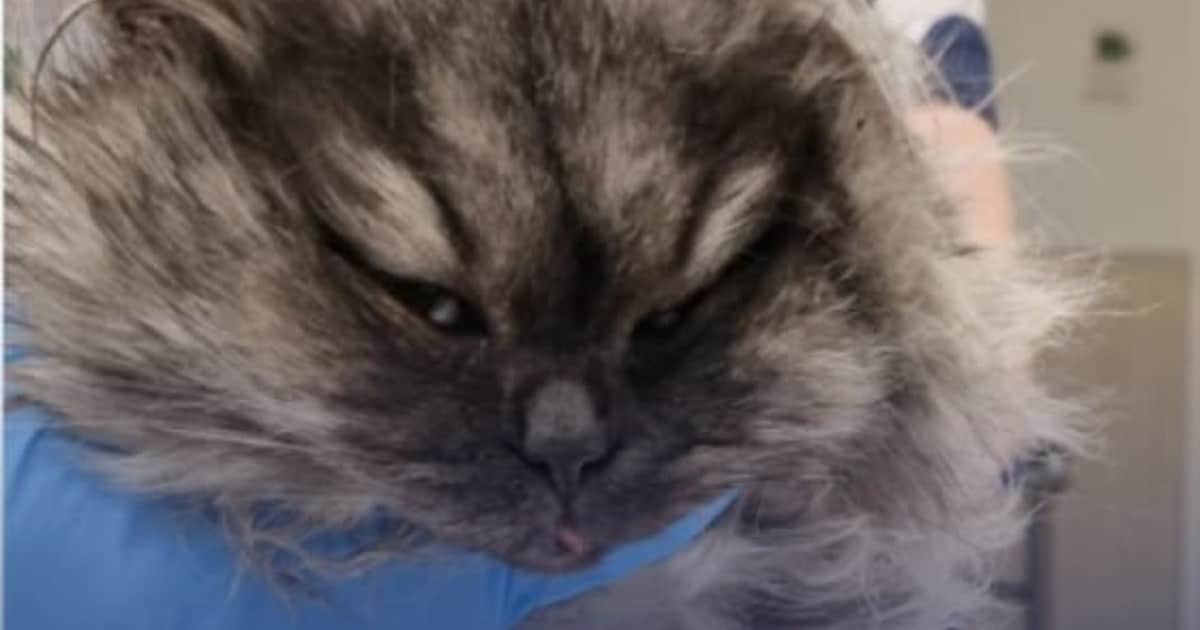 Kattenbeul gezocht: Zoektocht mét foto’s van kat die gruwelijk werd mishandeld in volle gang gezet |