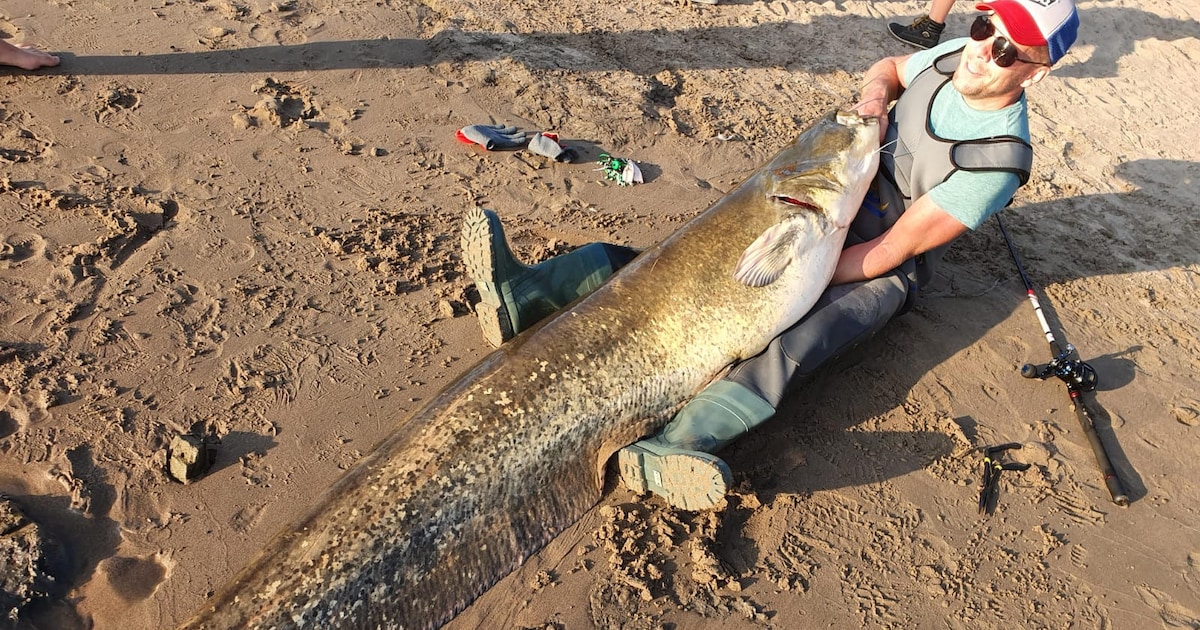 In de IJssel ving Sander een bijzonder grote snoekbaars, maar er zijn ...