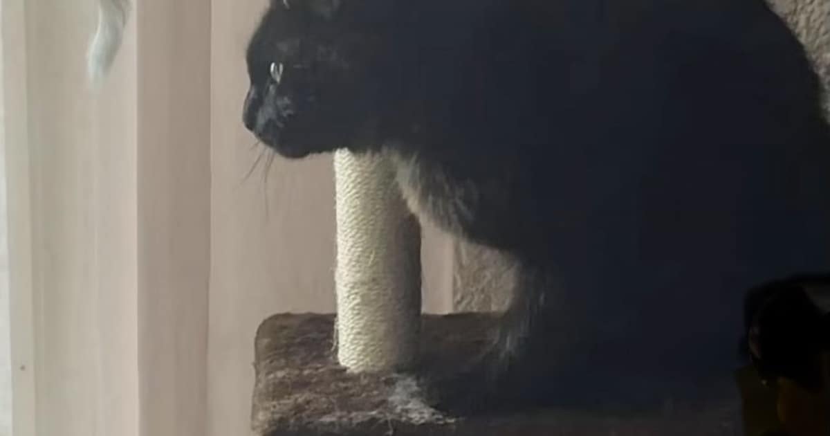 Heb jij Harry of Nimra gezien? Deze twee huisdieren worden in Oldambt vermist