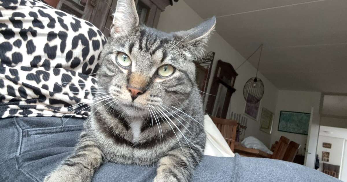 Heb jij Knoet of Mack gezien? Deze twee huisdieren worden in Oost Gelre vermist