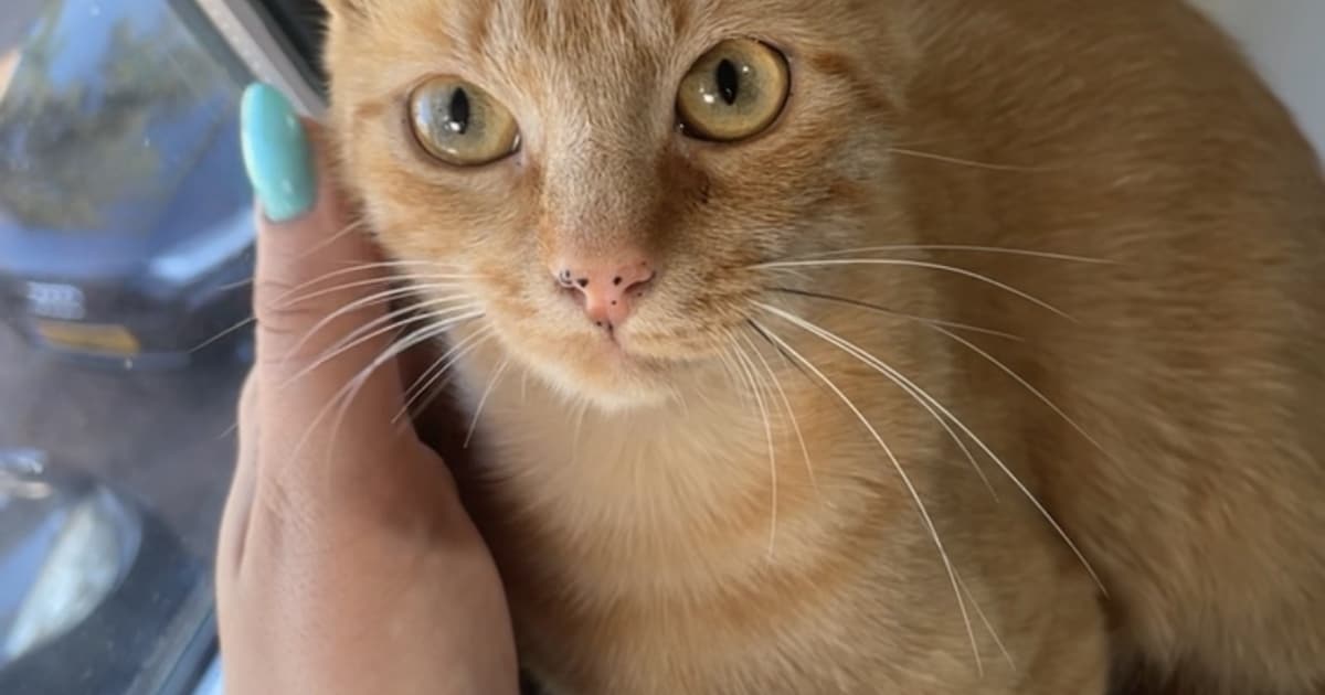 Heb jij Mies gezien? Dit huisdier wordt in Schagen vermist