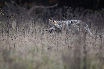 Wolven op de Utrechtse Heuvelrug mogen niet gevangen worden, rechter veegt plannen voor tweede keer van tafel