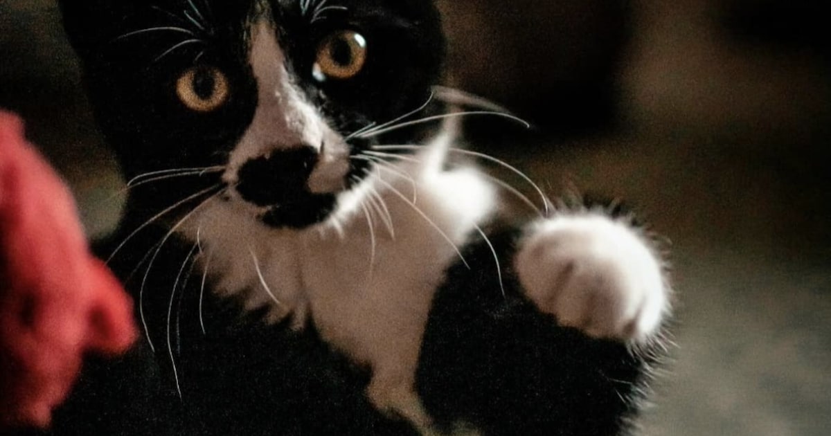 Heb jij Soof gezien? Dit huisdier wordt in Nieuwkoop vermist