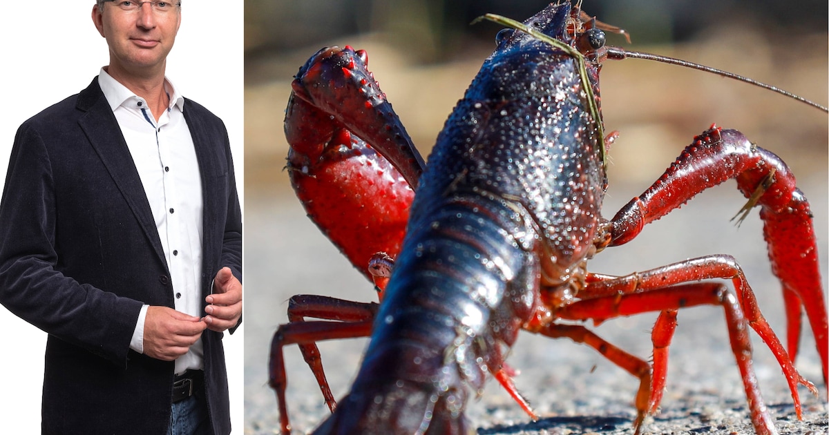 Oevers en dijken verzakken, maar door traag bestuur is de rivierkreeft niet meer uit te roeien