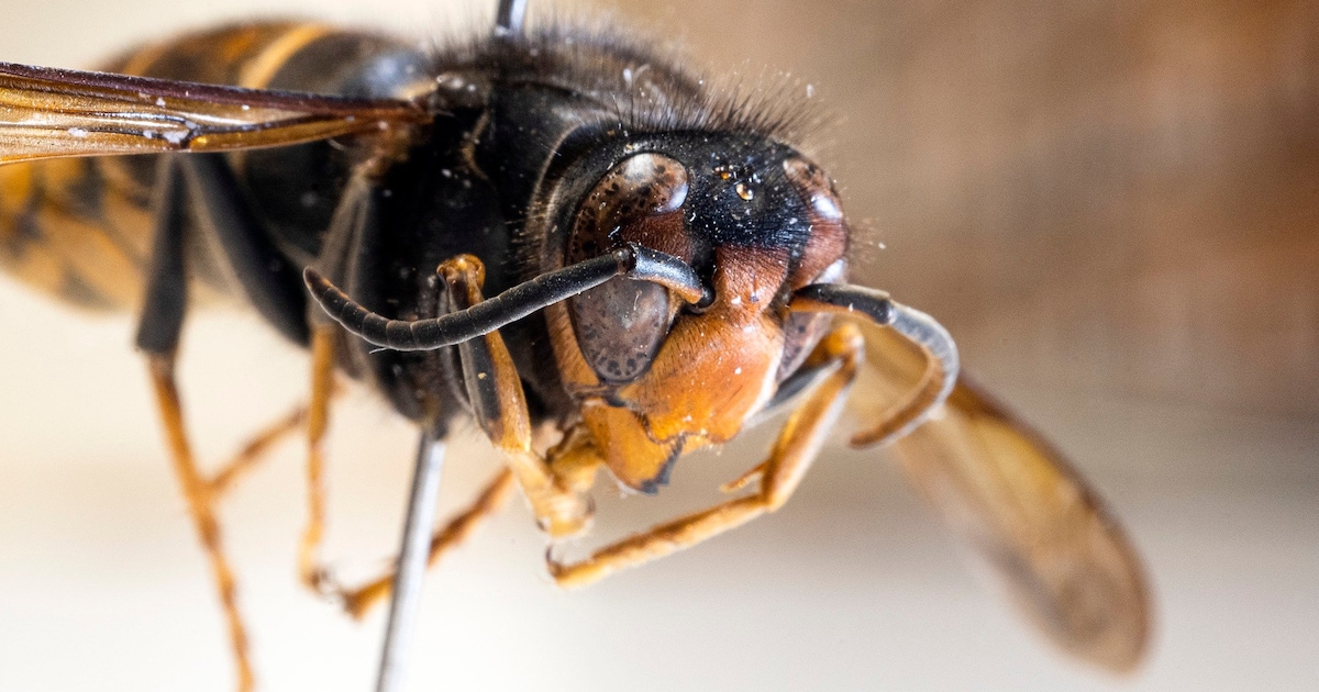 Beesel roept op om nesten van Aziatische hoornaar te melden