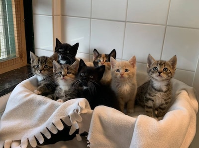Gedumpte kittens hadden nog lang niet bij moeder weg gemogen: ‘Pure dierenmishandeling’