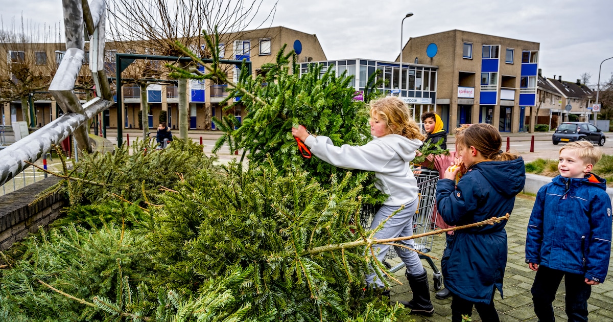 Gemeentelijke kerstboominzameling Zuidplas begint pas in januari