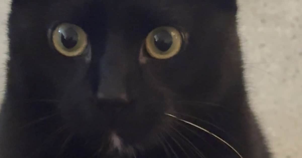Heb jij Rico gezien? Dit huisdier wordt in Ouder-Amstel vermist