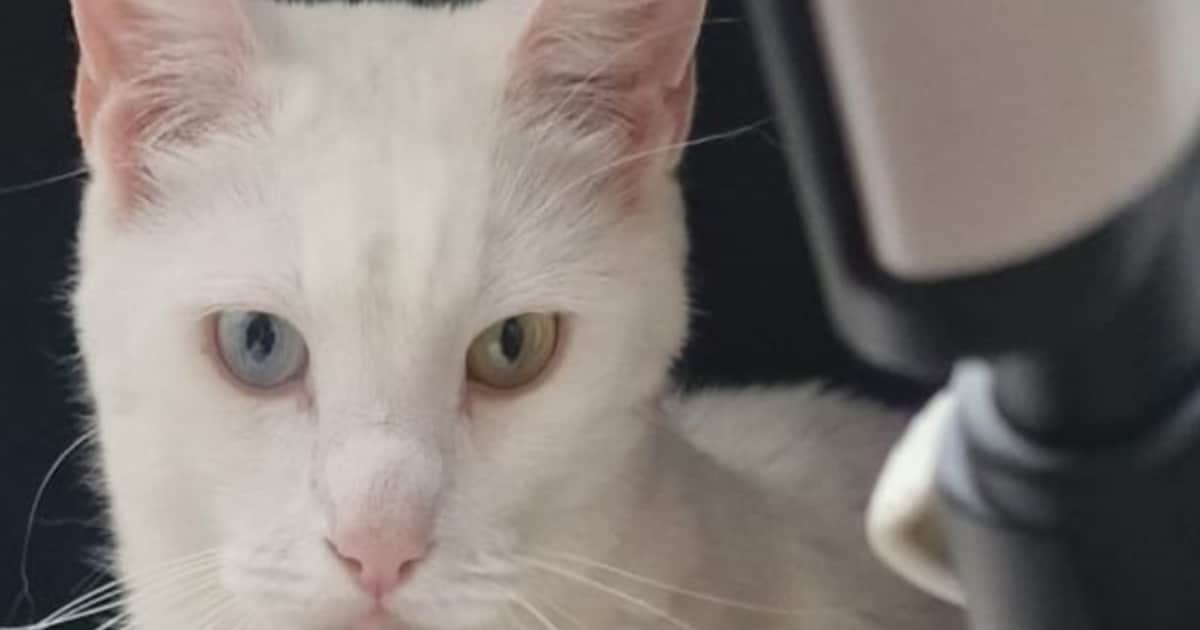 Heb jij Wallayou, Sets of Lilo gezien? Deze vier huisdieren worden in Purmerend vermist