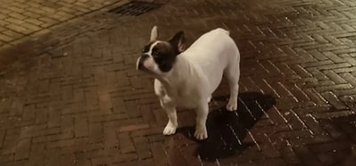 Eigenzinnig hondje laat zichzelf uit, baasje op de bon geslingerd: 110 euro boete