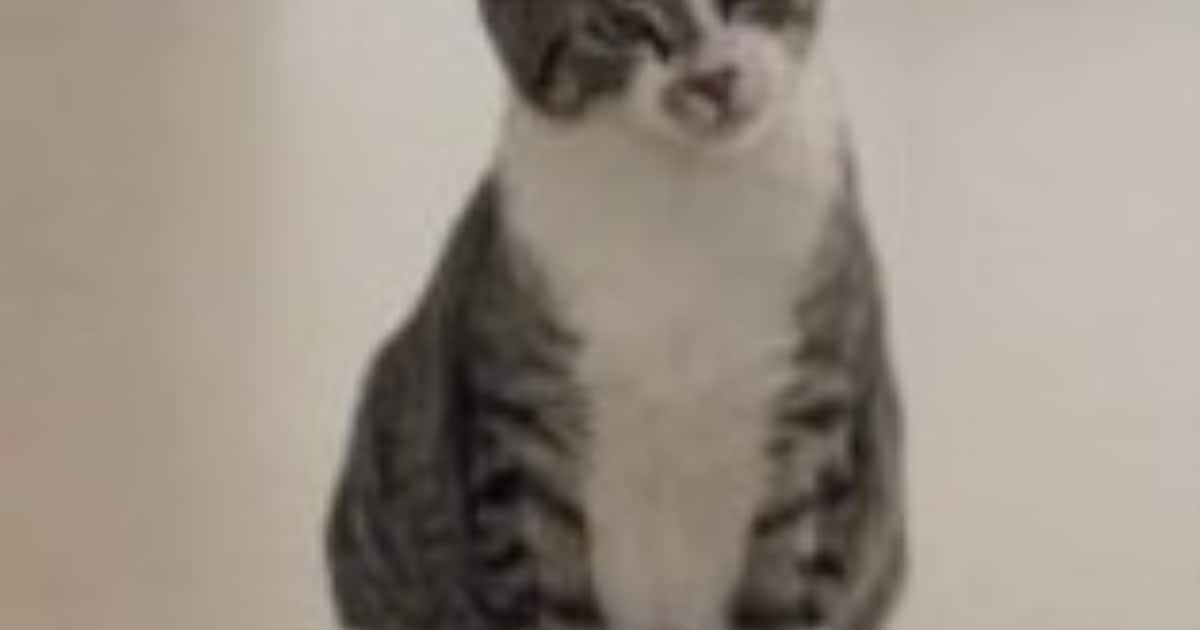 Heb jij Muis gezien? Dit huisdier wordt in Bodegraven-Reeuwijk vermist