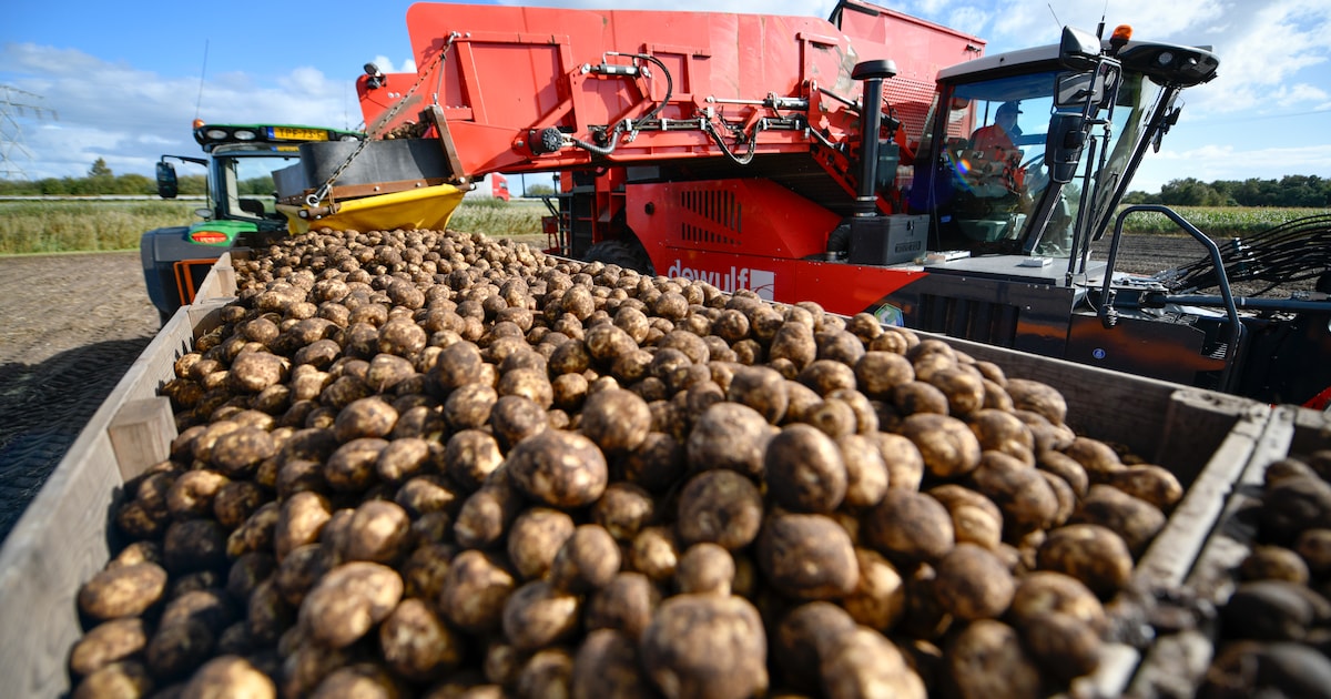 Boer Jan heeft MS én een aardappeloverschot en dus verkoopt-ie piepers voor MS-onderzoek