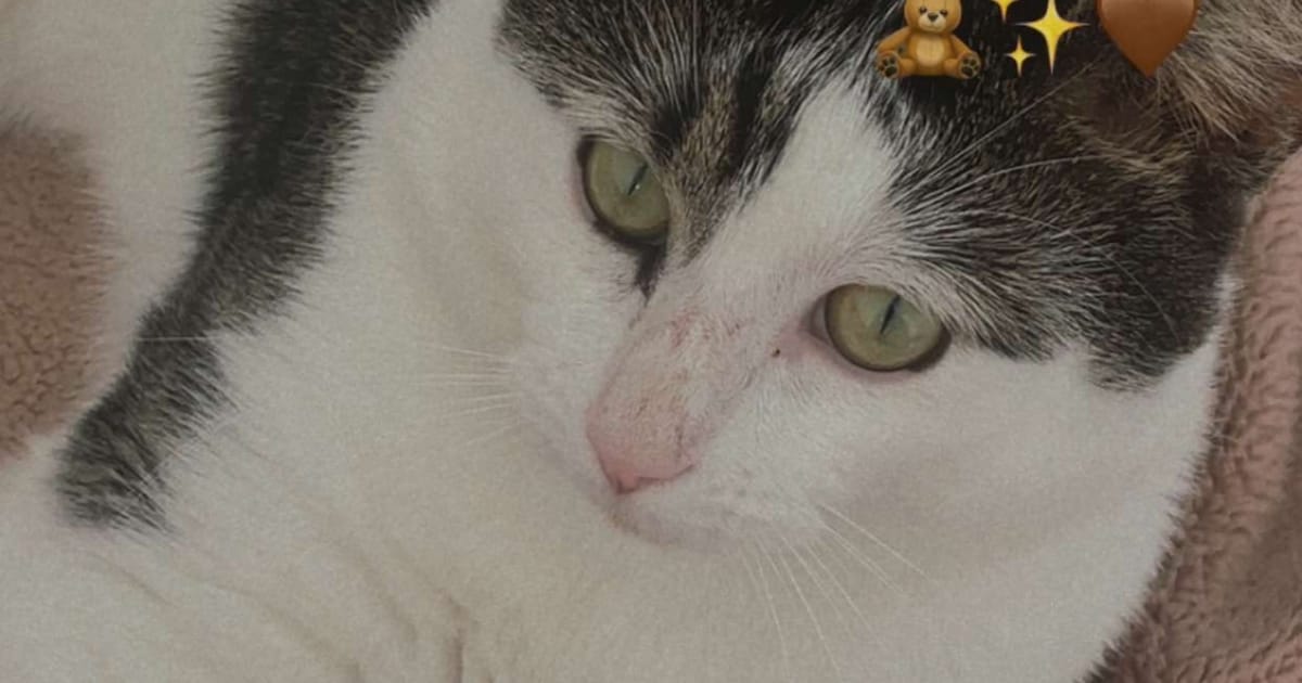Heb jij Nini gezien? Dit huisdier wordt in Woensdrecht vermist