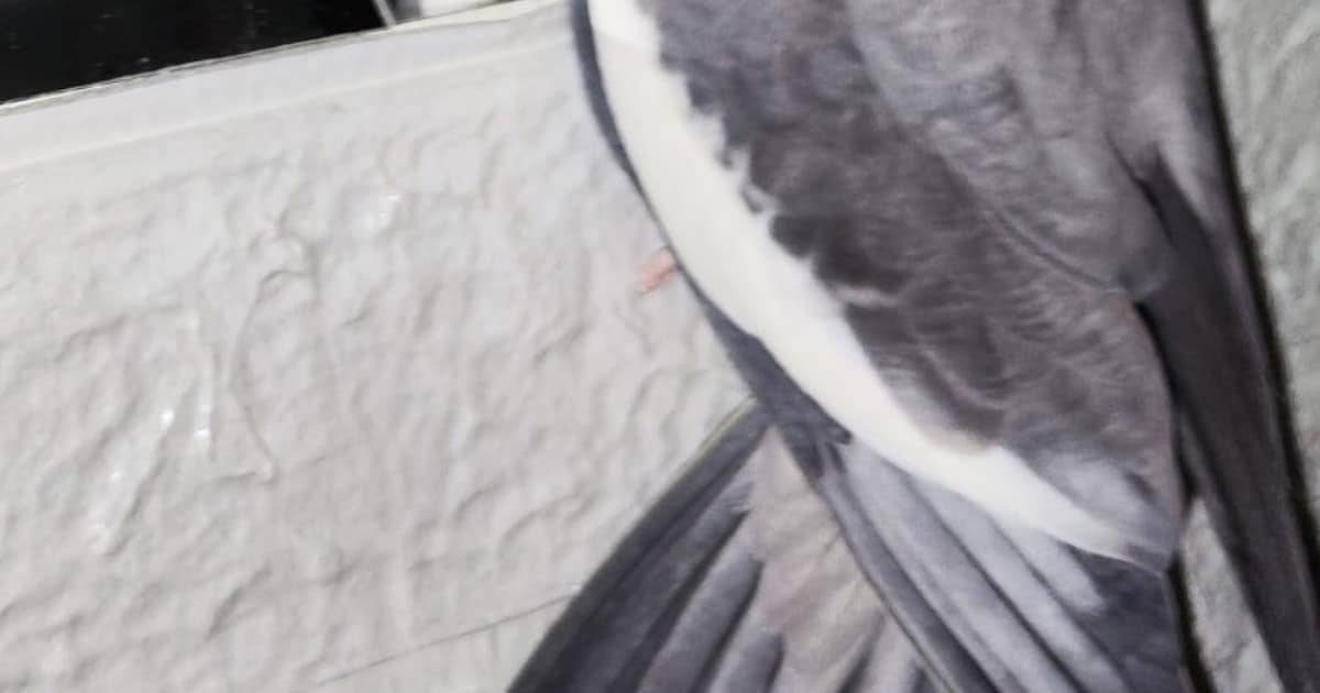 Heb jij Mimi gezien? Dit huisdier wordt in Midden-Delfland vermist