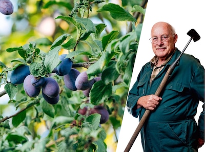 Let erop dat je pruimenbomen tegelijk rijp zijn: ‘wie in augustus in Spanje zit, heeft niets aan de Czar’
