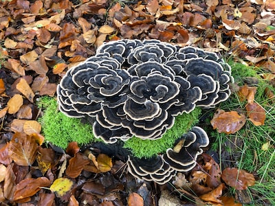 Lezing over paddenstoelen in Cranendonck