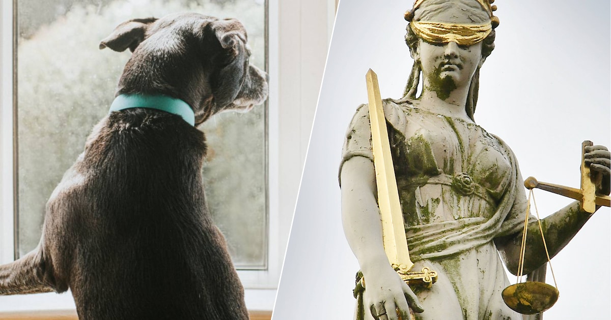 Man (39) die hond zo erg mishandelde dat hij stierf, krijgt kans waar hij rechter om smeekte: tbs me