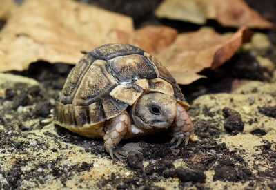 Piepklein schildpadje van slechts 8,6 gram geboren in Blijdorp
