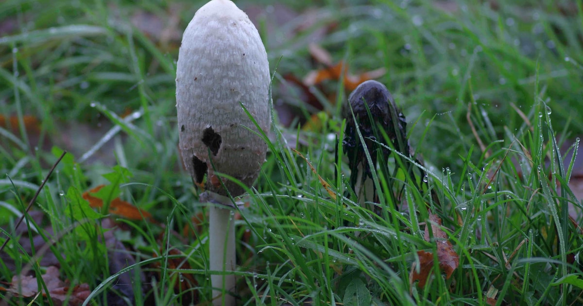 Jeugd-Natuurgroep-Gestel gaat op zoek naar paddenstoelen op landgoed Haanwijk