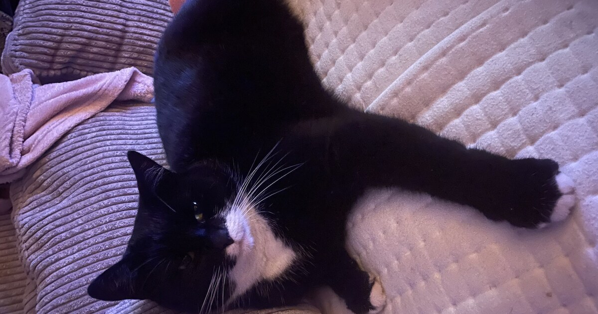 Heb jij Sjaak, Mees of Kietje gezien? Deze drie huisdieren worden in Utrechtse Heuvelrug vermist