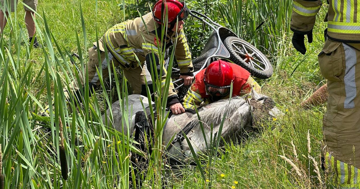 Paard schrikt van zwaan en duikt bij buurtschap Hoogenweg de sloot in