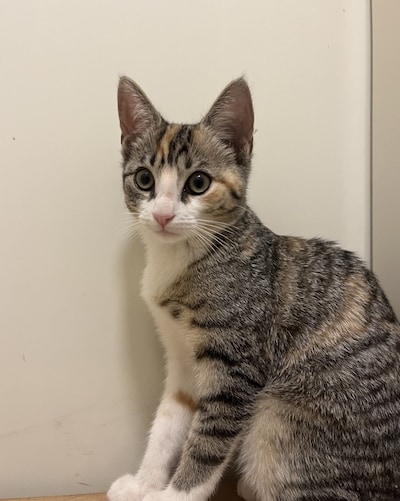 Heb jij Roosje, Poes of Souki gezien? Deze acht huisdieren worden in Ede vermist
