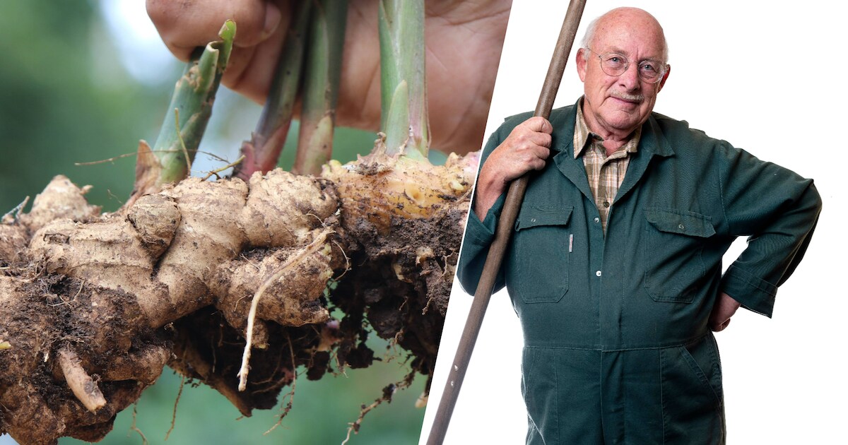 boob planter Boobie Planter  The Green House