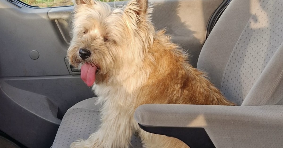 Heb jij Bella gezien? Dit huisdier wordt in Staphorst vermist