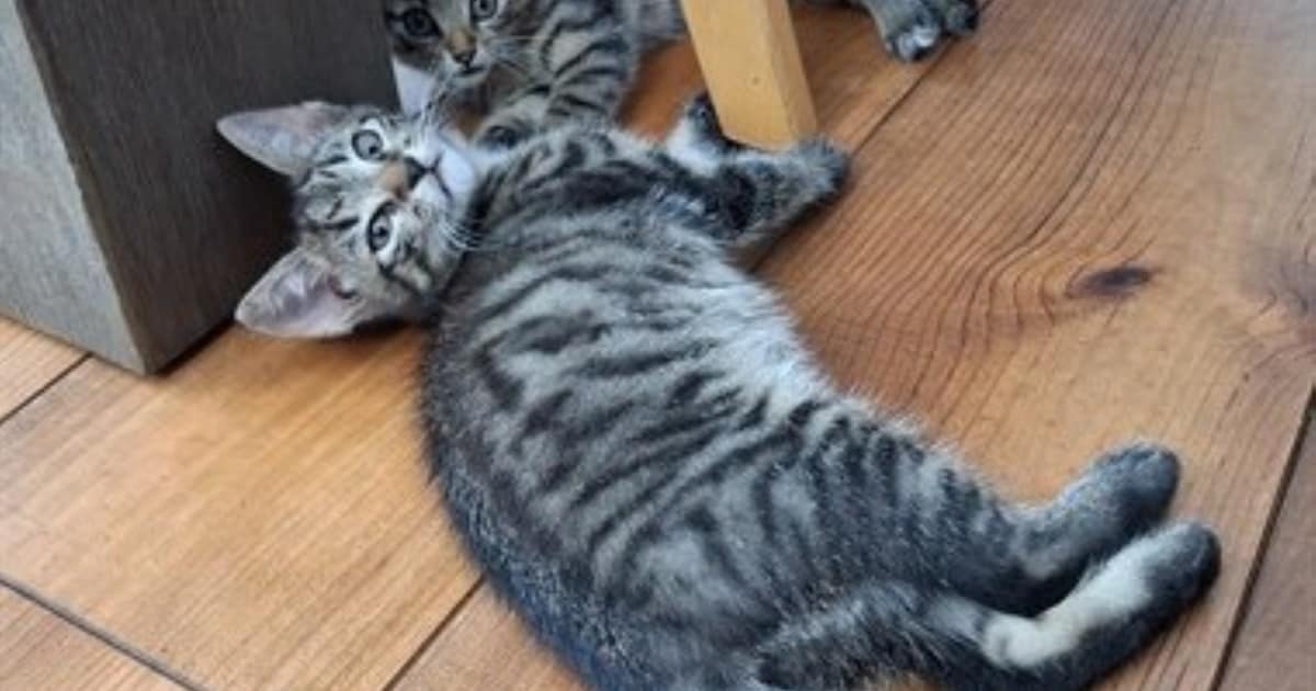 Heb jij Misty gezien? Dit huisdier wordt in Meerssen vermist
