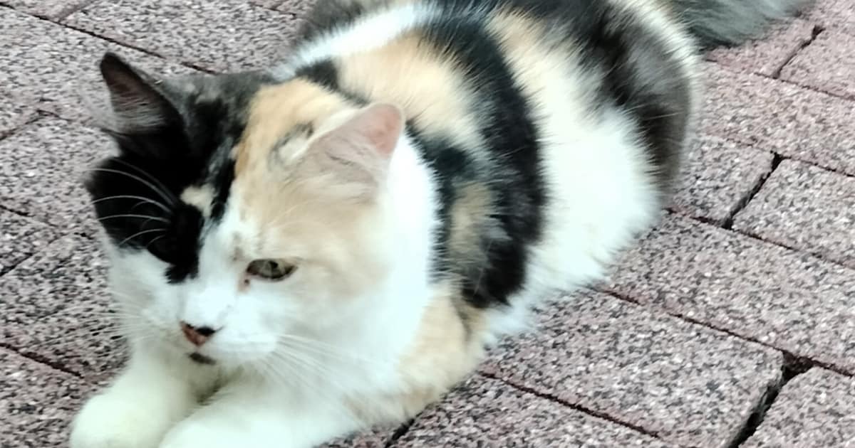 Heb jij Faya, Billy of Mentos gezien? Deze drie huisdieren worden in Kerkrade vermist