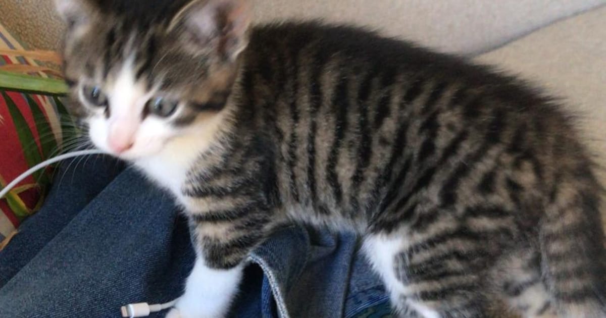 Heb jij Doortje, Millie of Lente gezien? Deze drie huisdieren worden in Tynaarlo vermist