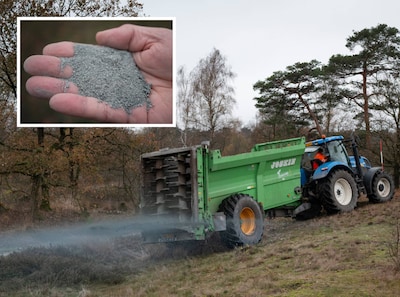 Steenmeel tegen stikstofschade in de duinen: zo werkt het en hierom is het volgens experts ‘vijf ove