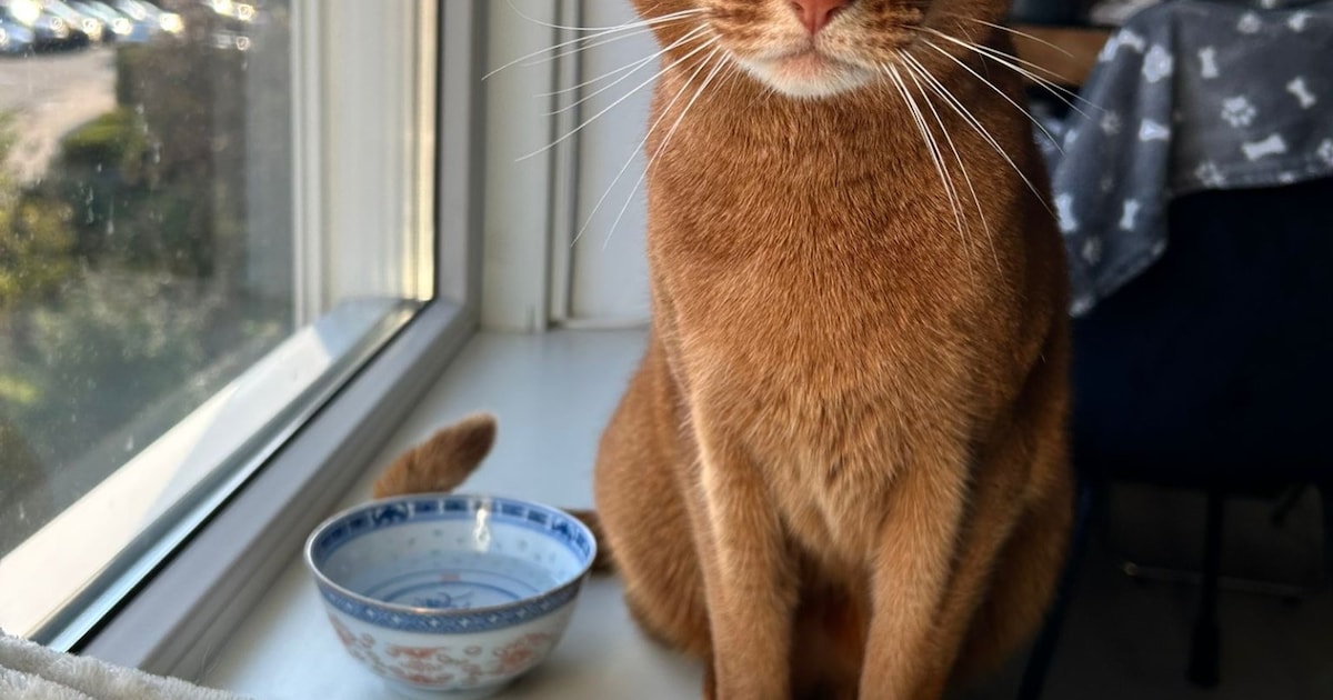 Heb jij Link of Sita gezien? Deze twee huisdieren worden in Oostzaan vermist