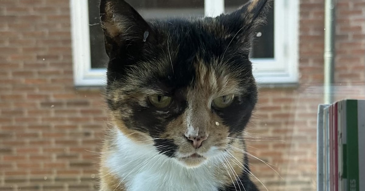 Heb jij Poes of Pepper gezien? Deze twee huisdieren worden in Eemnes vermist