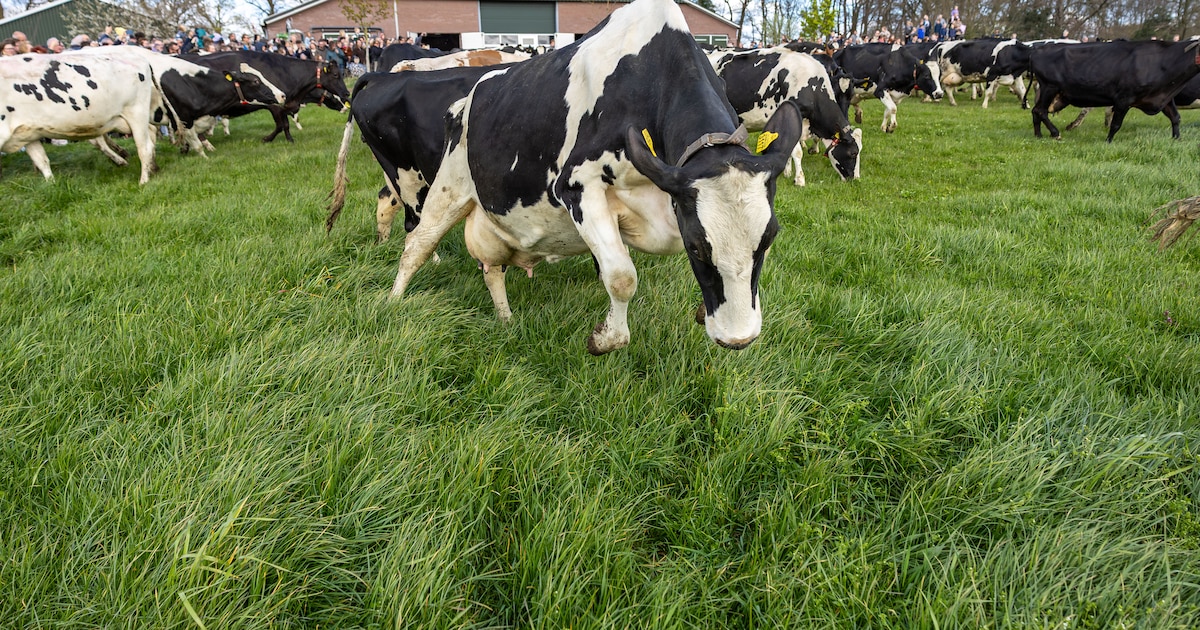 Boerderij Polderzicht opent deuren tijdens Campina Boerderijdag in Ouderkerk aan de Amstel