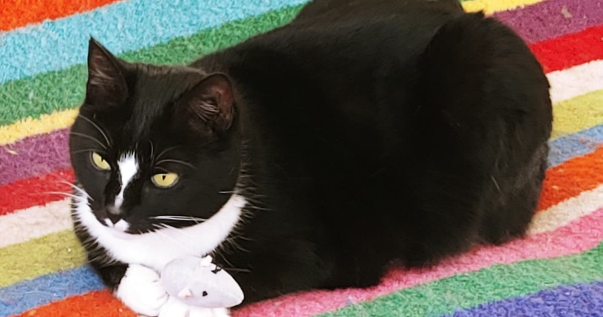 Heb jij Mickey gezien? Dit huisdier wordt in Nunspeet vermist