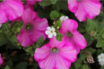 Image related to the article