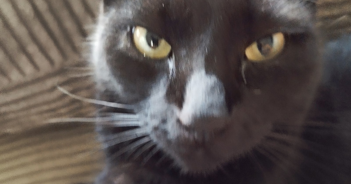 Heb jij Japie gezien? Dit huisdier wordt in Oostzaan vermist