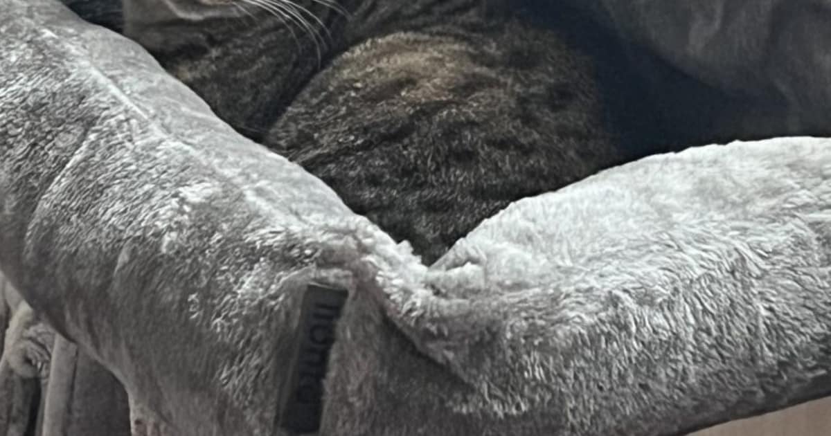 Heb jij Ziva gezien? Dit huisdier wordt in Weststellingwerf vermist