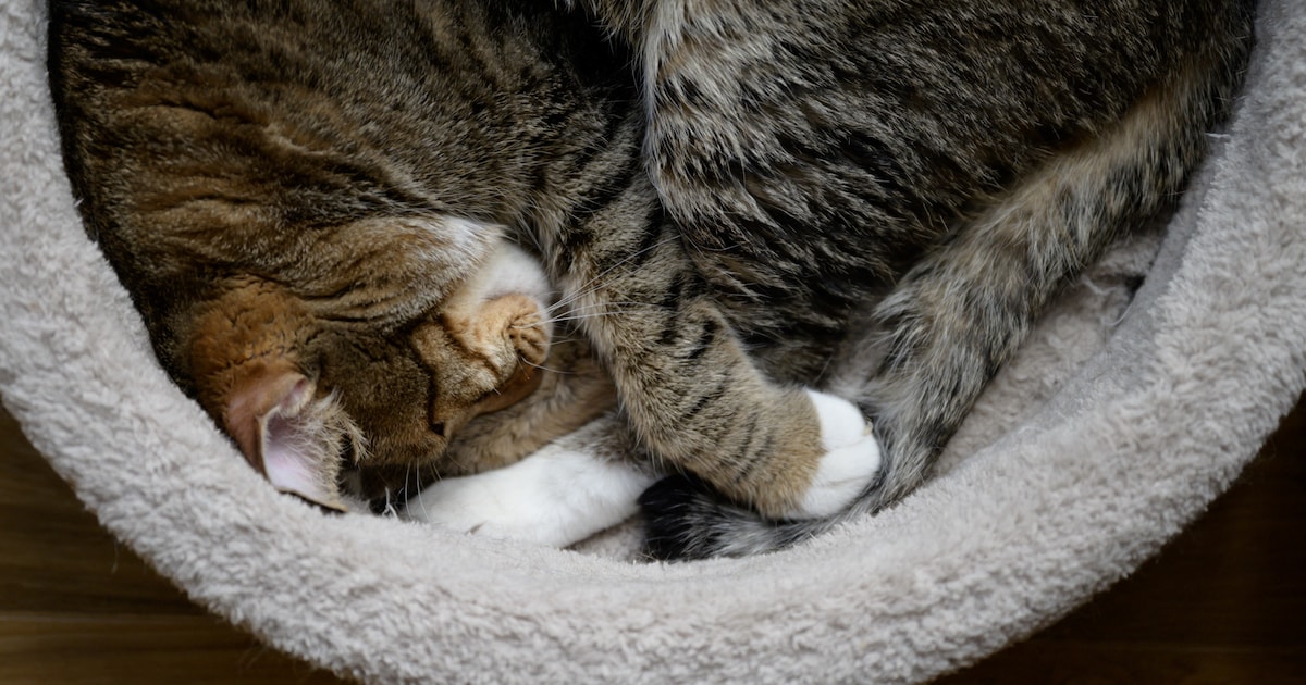Vrijwilligers gezocht voor kattenopvang in Vlaardingen