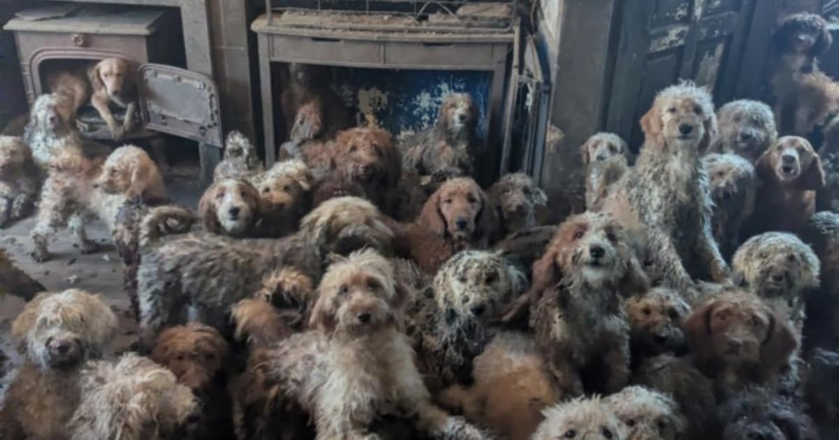 Ruim 250 verwaarloosde honden aangetroffen in Britse woning: ‘Dit is geen AI, maar helaas echt’