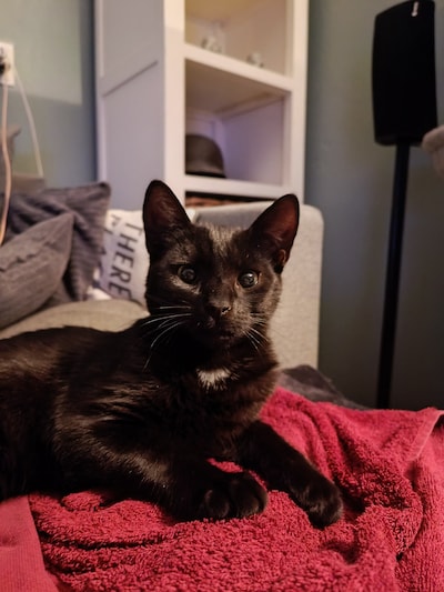 Heb jij Luna, Skip of Ieniemienie gezien? Deze drie huisdieren worden in Almelo vermist