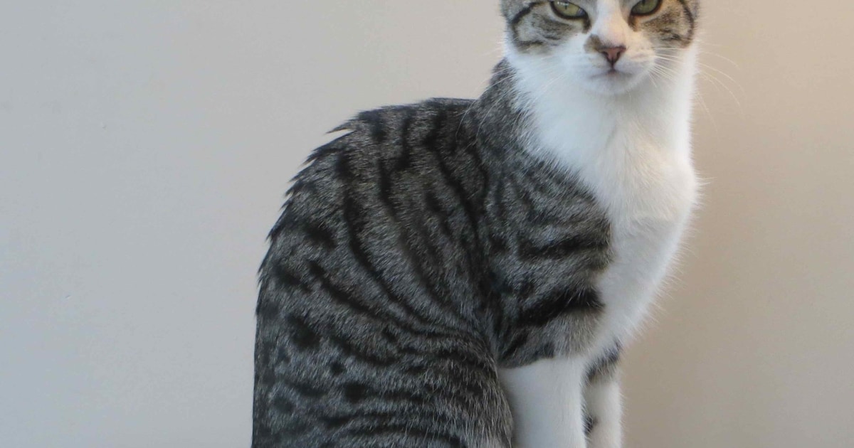 Heb jij Toetje gezien? Dit huisdier wordt in Heemstede vermist