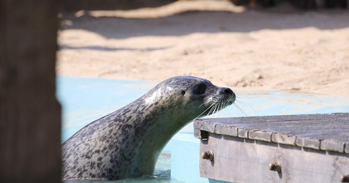 Zeehonden Tjark en Sælma in Dierenpark Hoenderdaell in Anna Paulowna