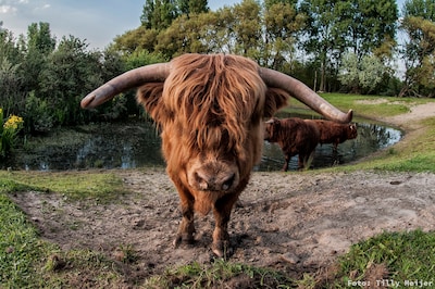 Excursie naar grazers op Veluwezoom zondagavond