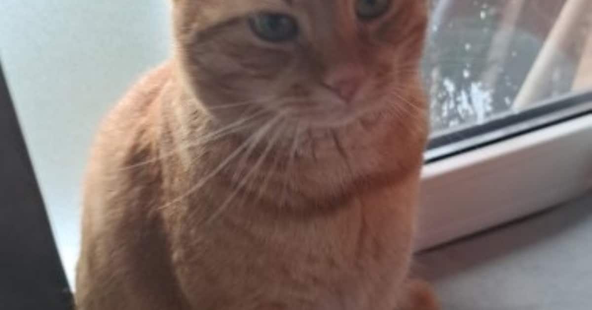 Heb jij Garfield gezien? Dit huisdier wordt in Zwijndrecht vermist